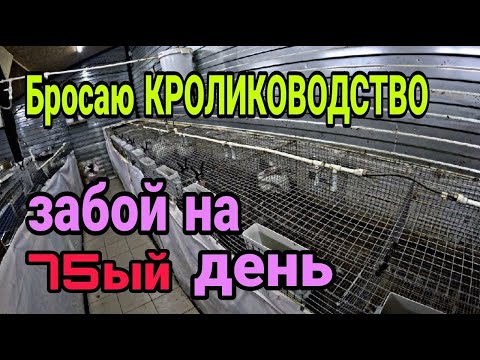Видео: Забой кролика на 75ый ДЕНЬ.  Бросаю КРОЛИКОВОДСТВО. Разбираю крольчатник.