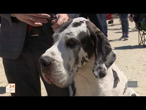 Видео: Суть немецкого дога и суть его хозяина