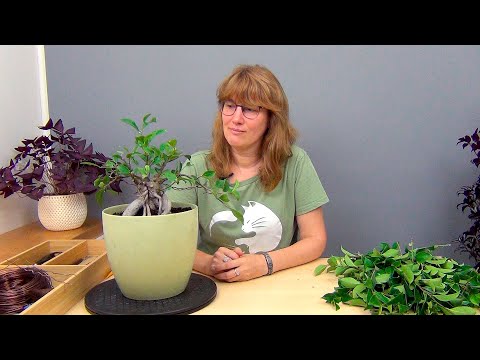 Видео: Фикус Микрокарпа (ч.4).