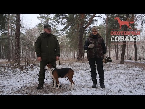 Видео: Охотничьи собаки. 29 серия. Финская гончая