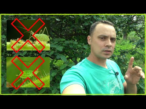 Видео: ОБРАБОТАЙ И ЗАБУДЬ О ТЛЕ НАВСЕГДА! ЛУЧШЕЕ ПРОВЕРЕННОЕ, НАТУРАЛЬНОЕ СРЕДСТВО ОТ ТЛИ