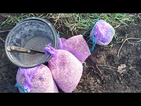 Видео: Як посіяти повітряну бульбочку часнику) Всі нюанси) не затягуйте)