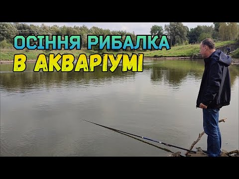 Видео: ОСІННЯ РИБАЛКА В АКВАРІУМІ, МІКУЛИНЦІ