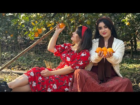 Видео: Сбор апельсинов в саду нашего деревенского дома | Village Affairs