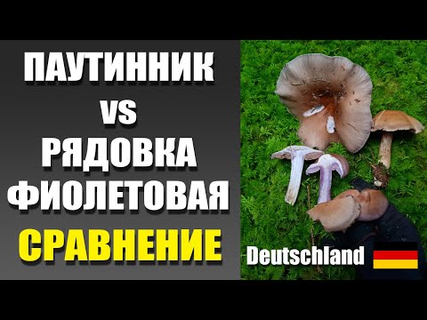 Видео: Фиолетовая рядовка и паутинник похожи! Сравнение. Грибы Германии 2025