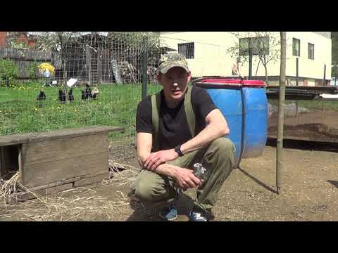 Видео: Охота с подсадной.Содержание  утки после охоты, кормление, разбивка на пары,посадка на гнезда.