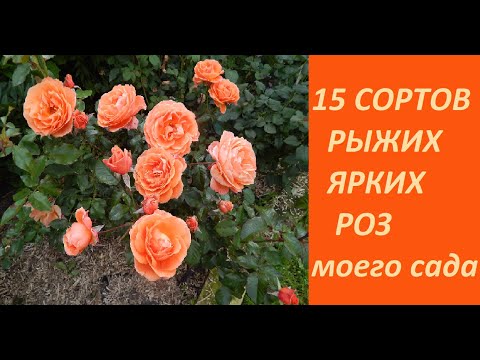 Видео: 🌹15 сортов оранжевых роз моего сада.🌹🌹Super Trouper,Tatton,Jean Cocteau,Ann Henderson и др.