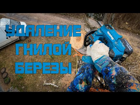 Видео: Удаление арбористом небольшой но гнилой березы по частям. Иваново.