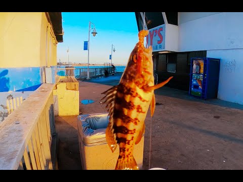 Видео: Новости о рыбалке на пирсе Белмонт. Бонитосы редки, но перча и окунь многочисленны.