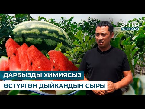 Видео: ДАРБЫЗДЫ ХИМИЯСЫЗ ӨСТҮРГӨН ДЫЙКАНДЫН СЫРЫ