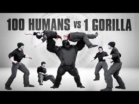 Видео: 100 человек против 1 гориллы. ПРАВДА.