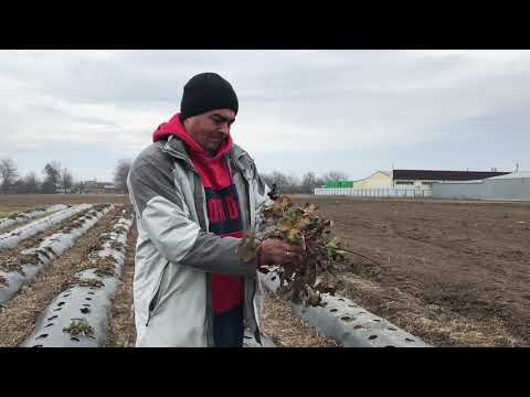 Видео: 03/21 самый простой способ размножить клубнику. как размножить землянику садовую