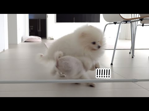 Видео: Понгки напал на Руди! Плохого щенка надо ругать