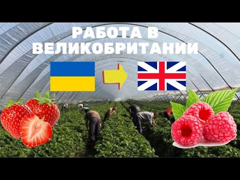 Видео: СБОР КЛУБНИКИ, МАЛИНЫ В ВЕЛИКОБРИТАНИИ UK. РАБОТА В АНГЛИИ
