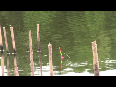Видео: На поплавок