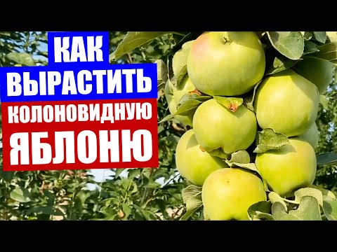 Видео: Колоновидная яблоня. Как вырастить колоновидную яблоню.