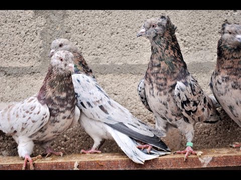 Видео: Настоящие БАКИНСКИЕ голуби - Оператор удивлен от увиденного ( Stirbu Vitalie , Moldova )