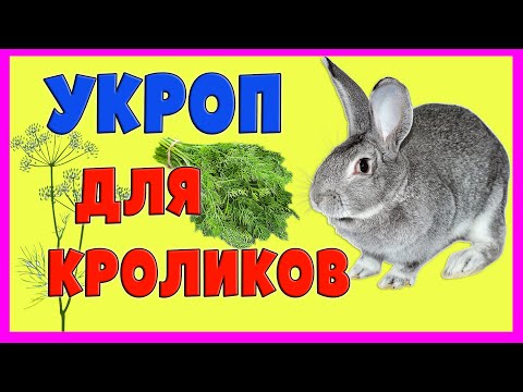 Видео: КОРМЛЕНИЕ КРОЛИКОВ: УКРОП