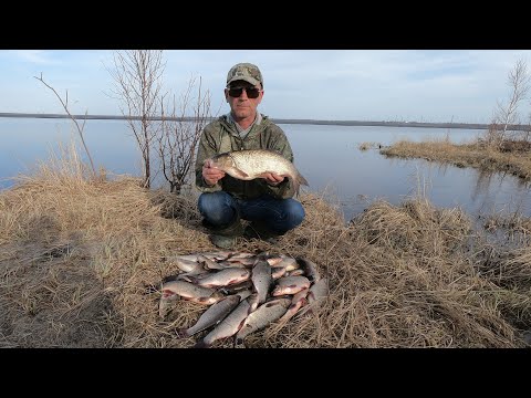 Видео: ОБОРВАЛ ВСЕ МОРМЫШКИ НО ЯЗЯ НАЛОВИЛ! РЫБАЛКА НА ВЕСЕННЕМ РУЧЬЕ! ЯЗЬ НА ПОПЛАВОК ПО БОЛЬШОЙ ВОДЕ!