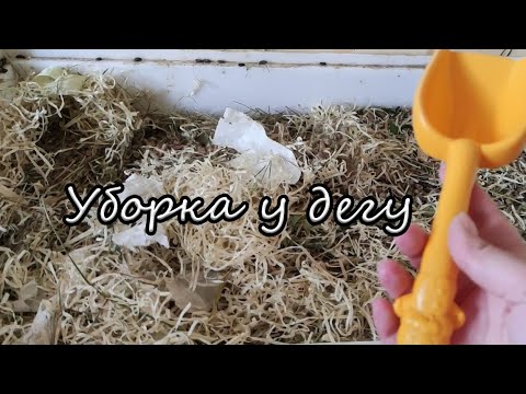 Видео: Уборка в клетке дегу