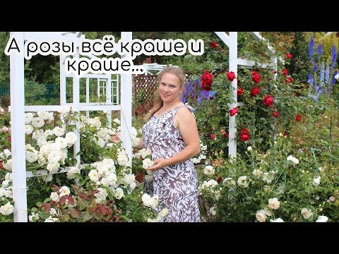 Видео: А розы всё краше и краше... Приглашаю на прогулку по саду с розами. Часть 1