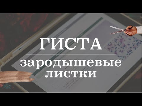 Видео: Зародышевые листки и их производные (эктодерма, мезодерма, энтодерма) | Гистология