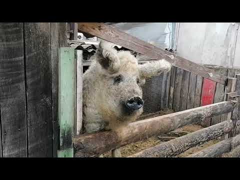 Видео: КАТУМСКИЕ ОВЦЫ / ПОКУПКА И ПЕРЕВОЗКА В ЛПХ ИЗ ГОМЕЛЯ В СЛУЦК 👍✍️🐏