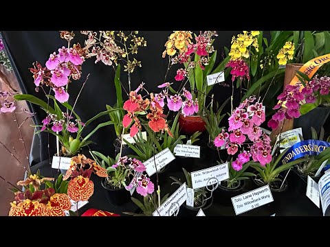 Видео: Выставка Орхидей Май 2025 Австралия