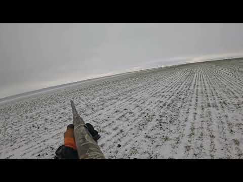 Видео: Удачная охота на зайца!!!