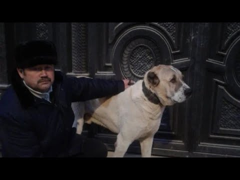 Видео: 2-сезон 1-видео Питомник Көкпарсай вл.Нұрлан