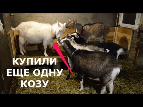 Видео: Как купить хорошую козу.