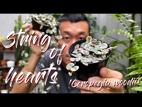 Видео: Ceropegia Woodii - String of Hearts Variegated Советы по уходу и размножению - С УДОВЛЕТВОРИТЕЛЬН...