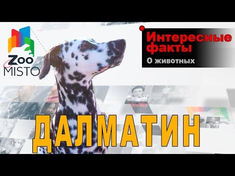 Видео: Далматин - Интересные факты о породе