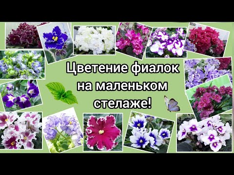 Видео: Цветение моих фиалок с названиями сортов!