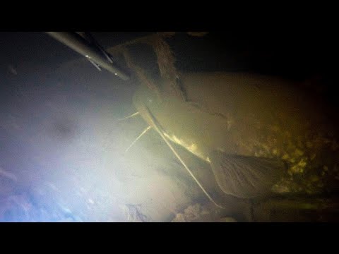 Видео: Снова зима. Время сомов.