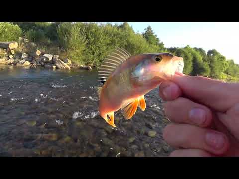 Видео: р. Бистриця Солотвинська VS р. Бистриця Надвірнянська