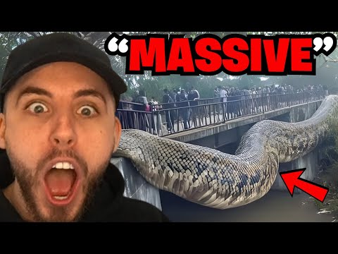 Видео: Самая большая змея на Земле попала на камеру!