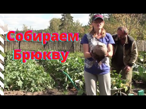 Видео: Зачем мы сажаем БРЮКВУ, и чем она нам нравится?! Собираем урожай.