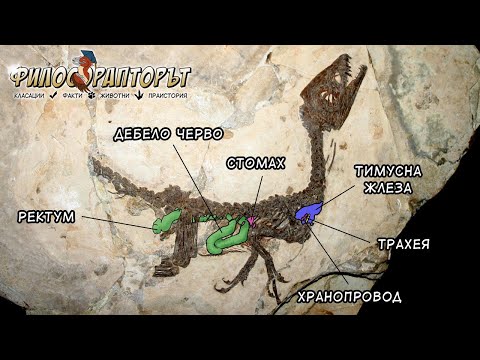 Видео: ТОП 10 НЕВЕРОЯТНИ вкаменелости (Част I)