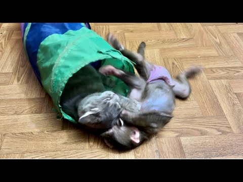 Видео: Анфиса ДОСТАЛА ВСЕХ-меня, Мону, Финика и Лорика)))