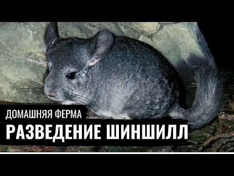 Видео: Домашняя ферма. Шиншиллы