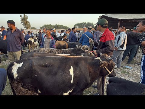 Видео: МОЛБОЗОРИ РЕГАР ШАНБЕ БОЗОР НАРХИ БУКА ВА ГНОЖИН ВАКТИ САВДО 13 сентября 2025 г.