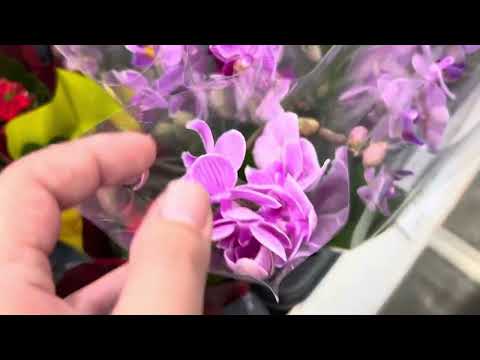 Видео: Обзор орхидей. Лемана Про. Пенза. 5 июля