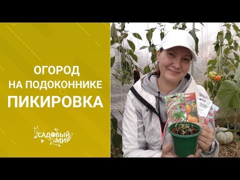 Видео: Как вырастить томаты  и другие овощи на подоконнике зимой. Мой мини-сад дома