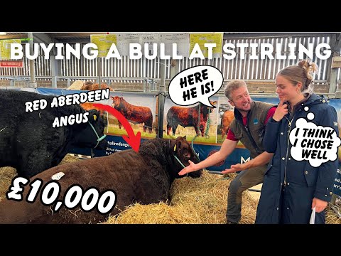 Видео: Покупка быка в Стерлинге!