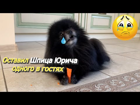 Видео: Оставил Шпица Юрича одного у родственников. Как он себя вёл ?