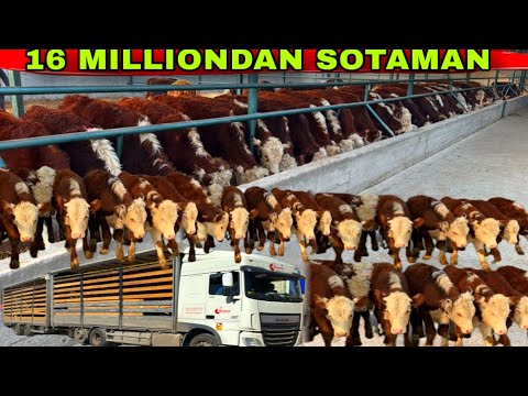 Видео: 16 MILLIONDAN SOTAMAN OPTOM ARZON JOYI✅✅✅11 ноября 2025 г.