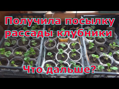 Видео: Как сохранить саженцы клубники (садовой земляники) из посылки интернет-магазина до высадки в грунт