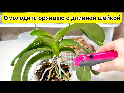 Видео: Надо обрезать ДЛИННАЯ ШЕЙКА орхидеи ОМОЛОДИТЬ орхидею правильно