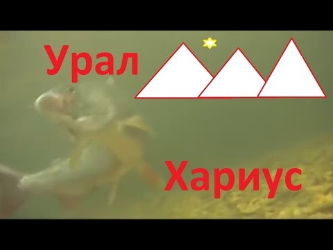 Видео: Северный Урал. Нахлыст. Хариус.